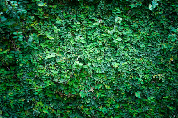 istock Empty green leaves  (Coatbuttons, Mexican daisy, Climbing fig, Creeping fig) for environment or energy  background.Natural garden concept, leaves pattern  textured, seamless wallpaper, nature wall. 2196068656