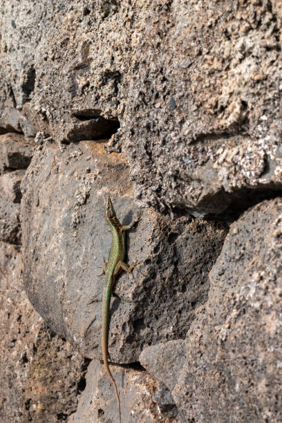 istock Lizard on a rock, Madeira, Portugal 2196069775