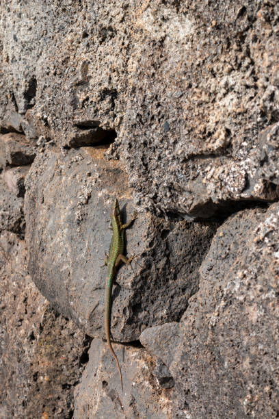 istock Lizard on a rock, Madeira, Portugal 2196069783