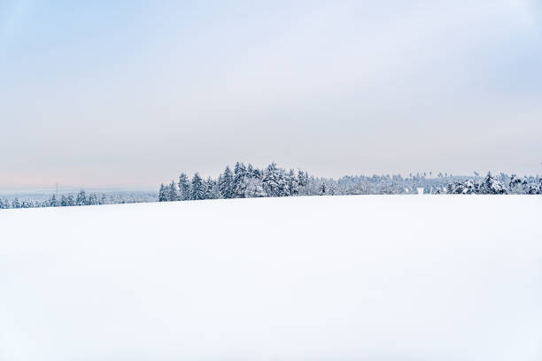 A snowy field with trees in the background. The sky is clear and blue. The snow is white and covers the ground