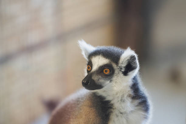 Portrait of ring-tailed lemur (Lemur catta)