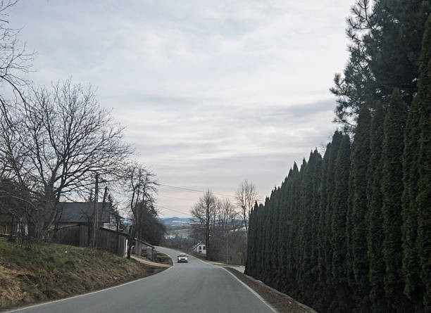 A serene country road lined with tall trees during a cloudy day, inviting drivers for a peaceful journey. Perfect for nature lovers and travel enthusiasts.