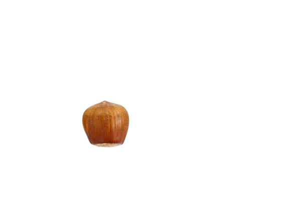 A single fruit of a hazelnut on a white background.