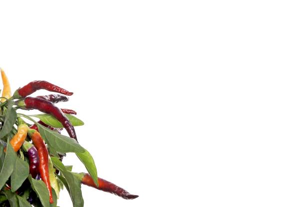 Multicolored pods of small peppers on a bush on white background.