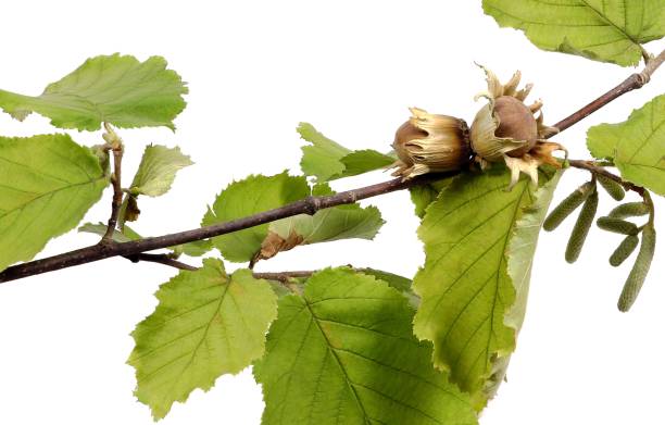 istock Hazelnut branch with fruits and inflorescence on white background. 2196072741