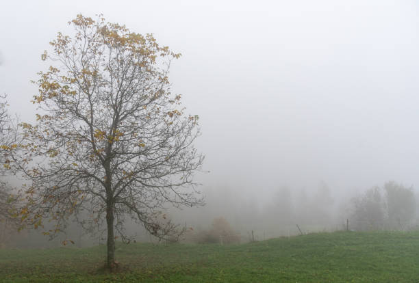 Fog envelops a solitary tree with golden leaves in a serene autumn meadow