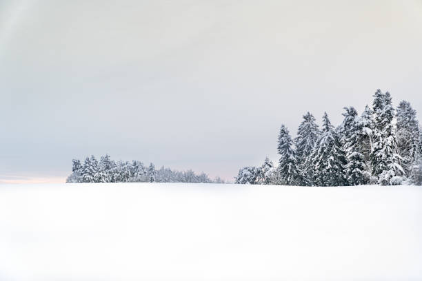 A snowy field with trees in the background. The sky is clear and blue. The snow is white and covers the ground