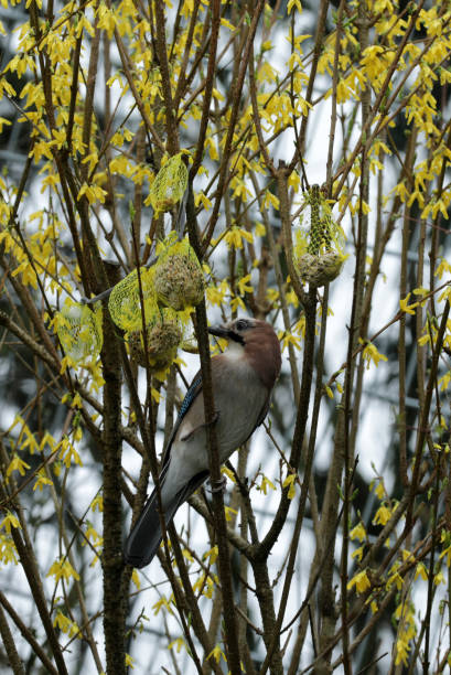 Eurasian jay Garrulus glandarius in a bush and eating