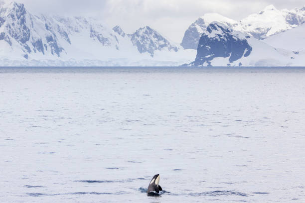 istock Orca (Orcinus orca), or killer whale, spy hopping in Antarctica 2196073596