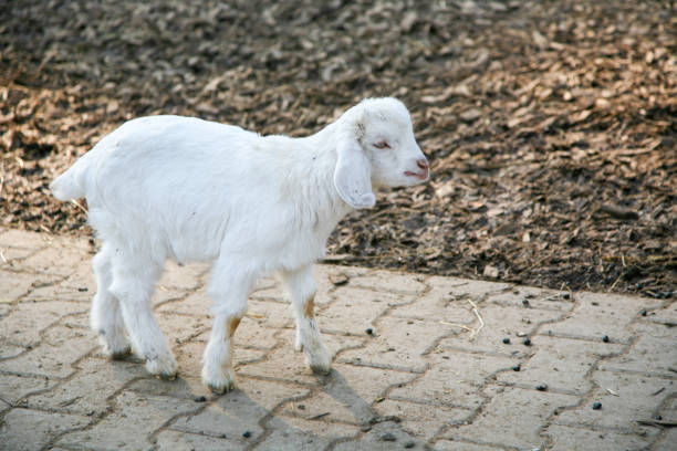 A baby goat is walking on a brick walkway. The goat is white and has a black nose