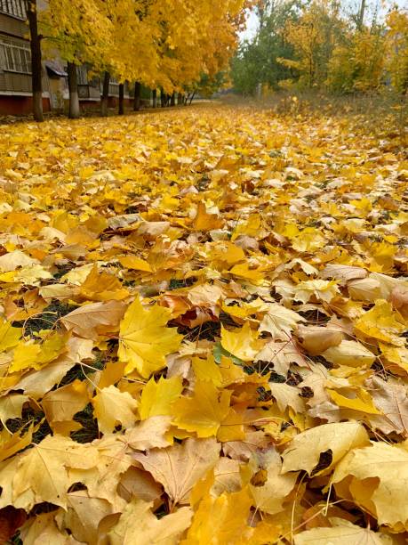 istock Trail in autumn foliage filmed from a low position. 2196074374