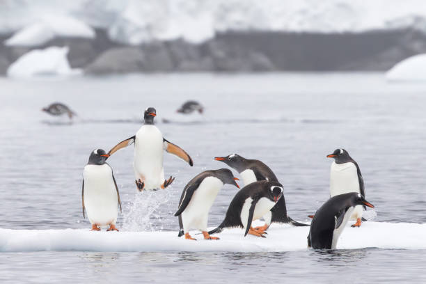 Gentoo penguins are closely related to Adélies and chinstraps but have distinctive orange-red bills and feet.