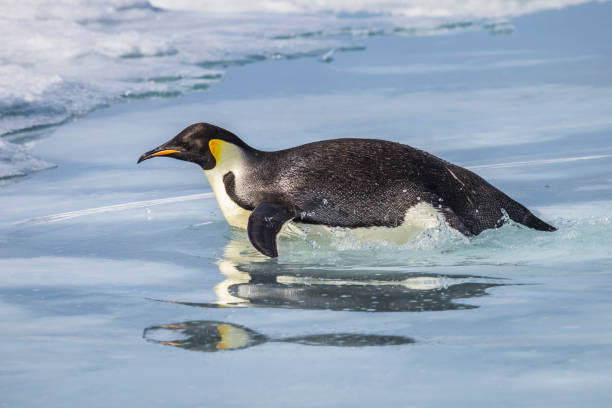 Humboldt penguin (Spheniscus humboldti) swimming under blue water
