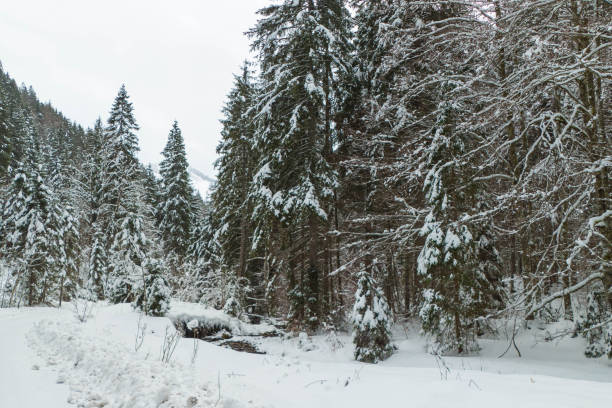 Snowy Mountain Landscapes