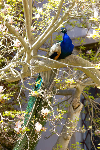 istock Peacock sitting on a tree in the park 2196075551