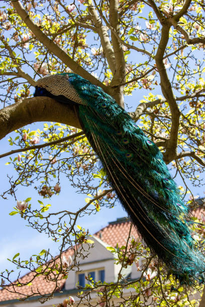 istock Peacock sitting on a tree in the park 2196075552