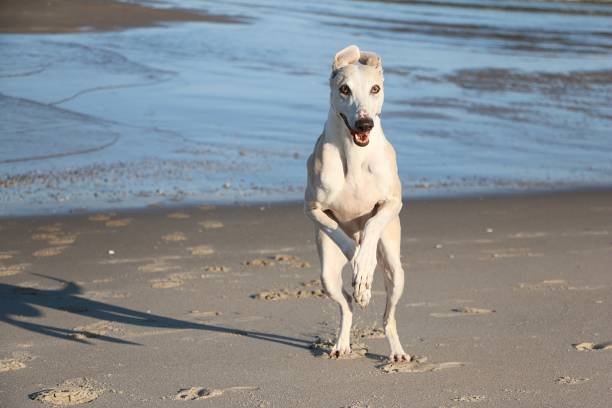 Ivo, the galgo spanish greyhound, playing on a meadow