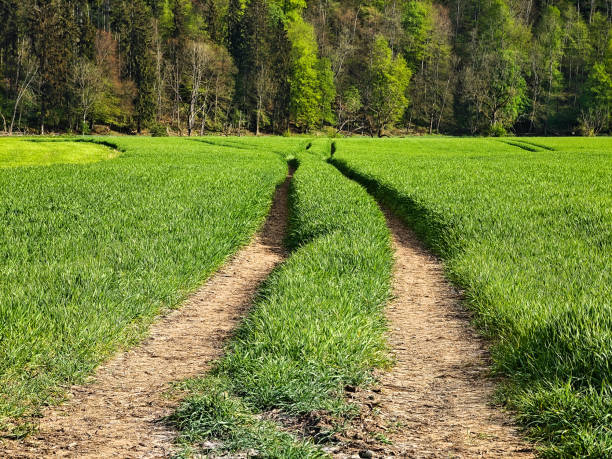 istock A dirt road in a field with grass 2196076110
