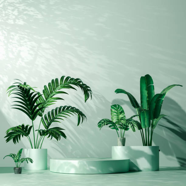 istock A pale green circular platform is shown with various potted plants, and a pale green wall with shadows of leaves. The scene has a natural and minimalist aesthetic. 2196077148