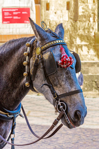 istock Carriage horse, Cordoba, Spain. 2196078164