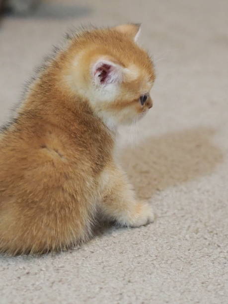 istock British Shorthair Kitten Sitting 2196078328