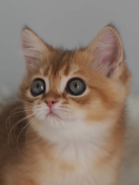 istock British Shorthair Kitten Looking Up 2196078402