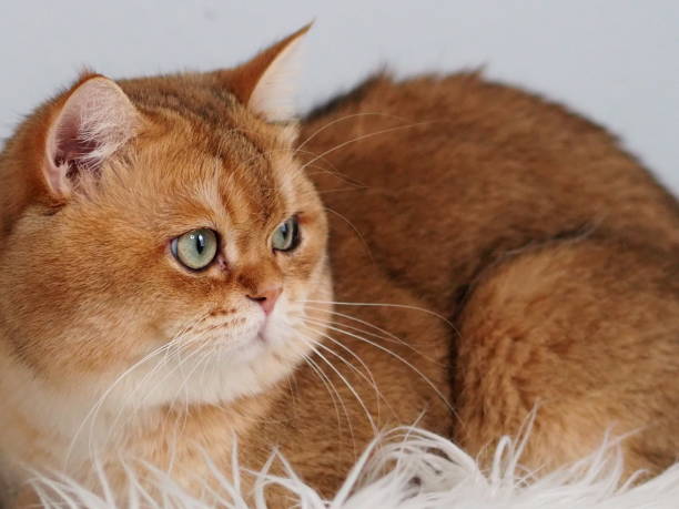 istock British Shorthair Male Cat 2196078459