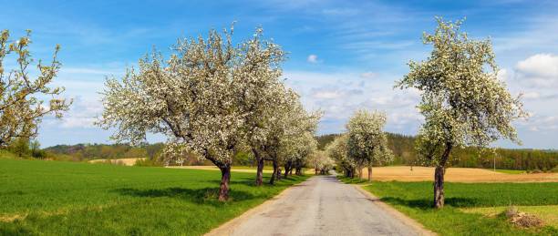istock road and a blossoming apple tree alley avenue 2196079060