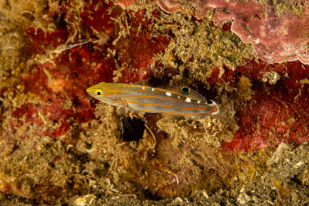 Rainfords Goby Koumansetta rainfordi occurs in the tropical Western Pacific from the western and eastern Australia to Tonga, north to Taiwan and the Philippines and throughout Indonesia, Papua New Guinea, the Marshall Islands, the Solomons and Fiji in a depth range from 2 to 30m, max standard length 8.5cm. \nThe species inhabits sandy and muddy bottoms of turbid coastal reefs, solitary or in small groups. \n\
