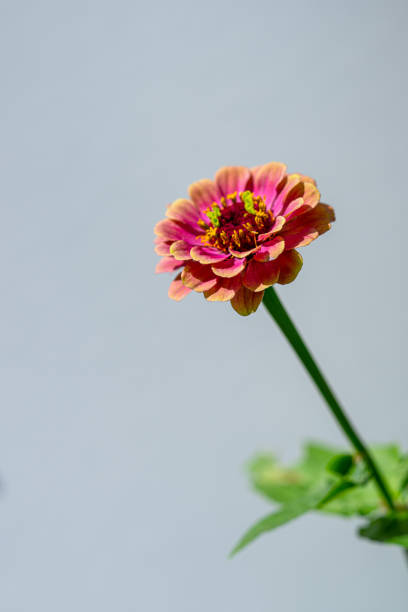 Colourful Zinnia  flower in a garden.
