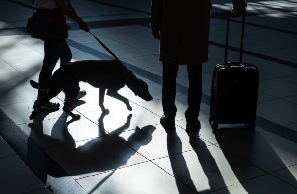 Low Section Of Businessman With Luggage And a woman with her dog walking at airport stock photo