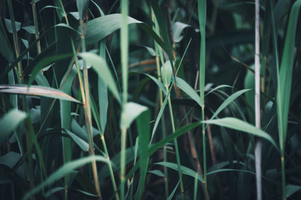 Closeup shot of the green grass, Ukraine