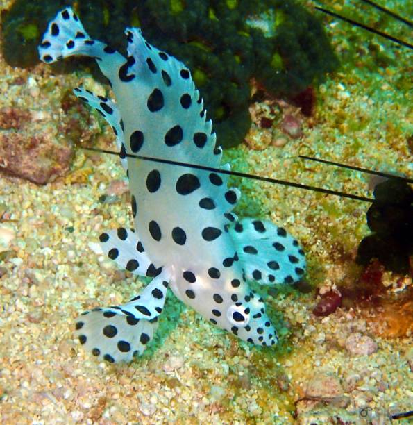 istock Juvenile Harlequin Sweetlips - The Ocean’s Dancer 2196084650