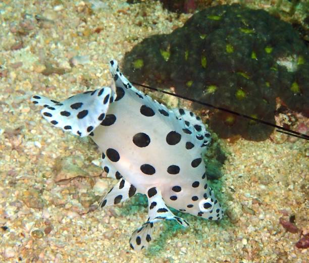 Juvenile Harlequin Sweetlips - The Ocean’s Dancer