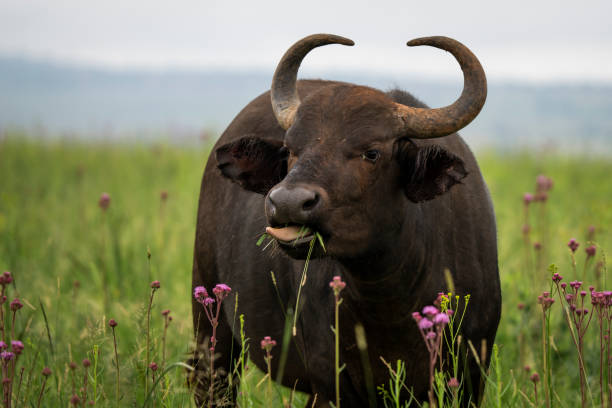 istock Cape buffalo grazing in a lush green field, 2196084905