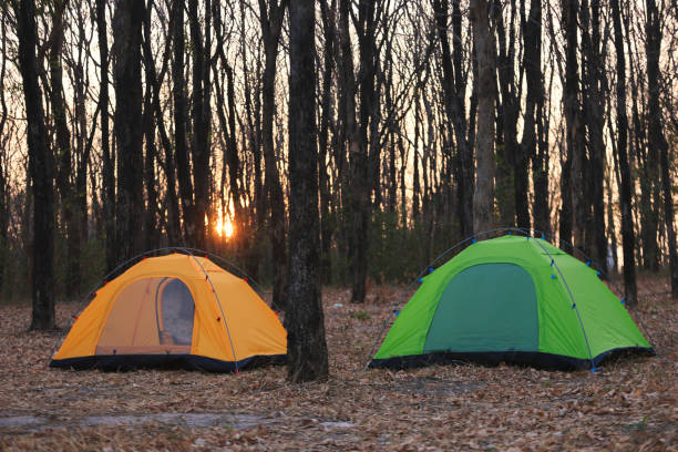 tents set up in the forest for camping, surrounded by tall trees.