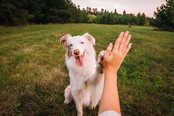 dog gives paw to a woman making high five gesture - hund stock-fotos und bilder