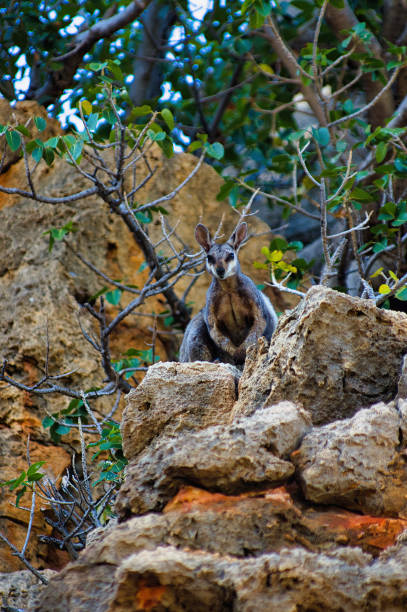 Endangered Black-footed Rock-wallaby (Petrogale lateralis lateralis) in its natural habitat, the cliffs of Cape Range National Park, Western Australia