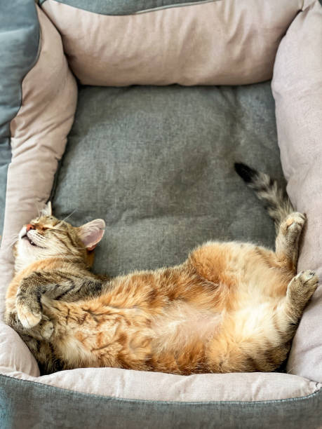 istock Relaxed Tabby Cat Sleeping in a Cozy Pet Bed 2196089104