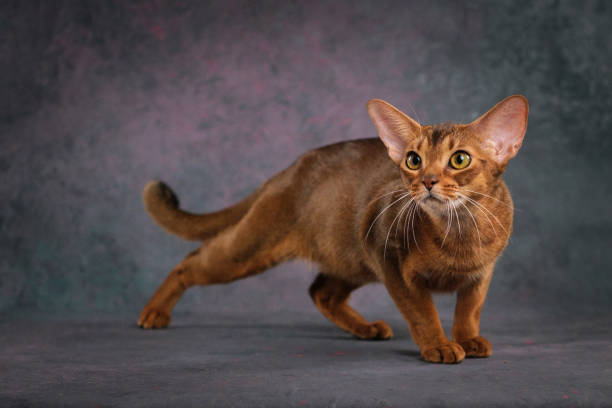 istock A ginger Abyssinian cat poses against a beautiful background in a photo studio. 2196089442