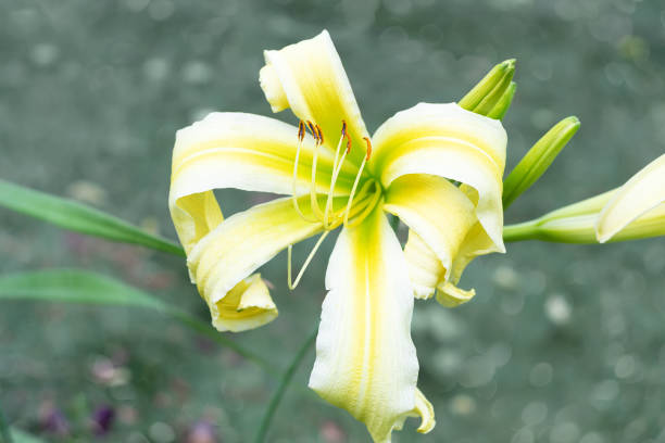 A rare, beautiful bright yellow daylily with narrow curved petals. Excellent choice for creative landscape design, selective focus