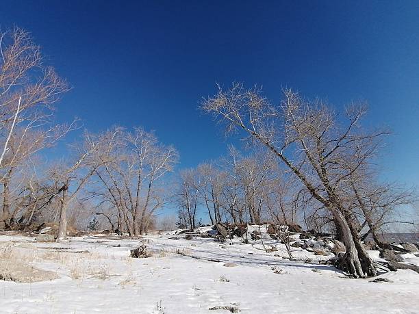 istock Winter trees covered with frost 2196089568