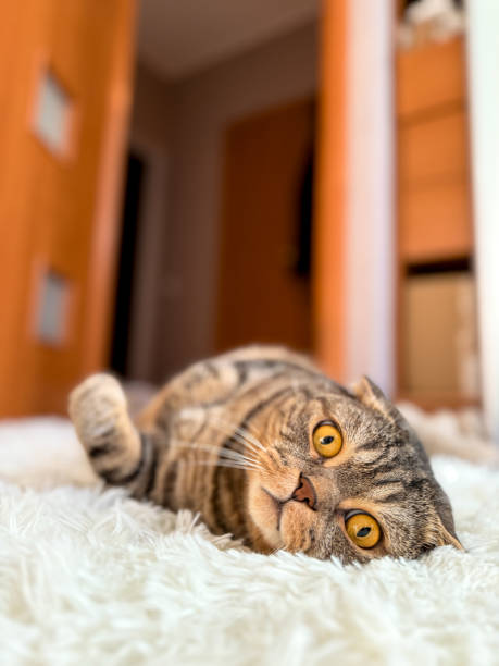 istock Adorable Scottish Fold Cat Relaxing Indoors 2196089634
