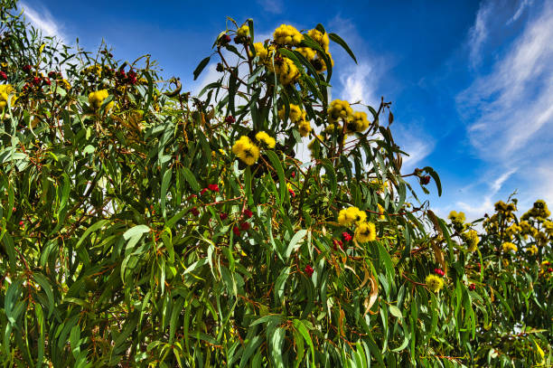 Eucalyptus erythrocorys, with bright yellow flowers and red buds. Also known as illyarrie, red-capped gum or helmet nut gum. Native in Western Australia