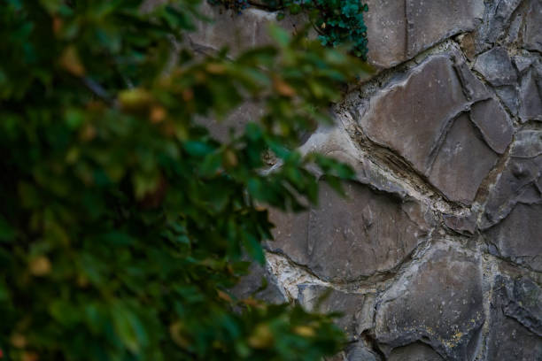 A rustic stone wall partially obscured by lush green foliage in the foreground, creating a natural and serene composition. The stones display intricate textures and subtle earth tones, complemented by creeping vines and moss, adding depth and an organic feel. This image evokes a sense of tranquility and timelessness, perfect for illustrating themes of nature, heritage, or rustic charm. Ideal for backgrounds, eco-themed designs, or architectural references.