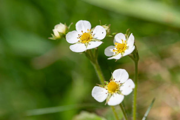 Macro shot of wild strawberry (fragaria vesca) flowers in bloom