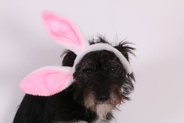 istock a small black shaggy terrier sits in front of a white background and has easter bunny ears crooked on his head 2196091115