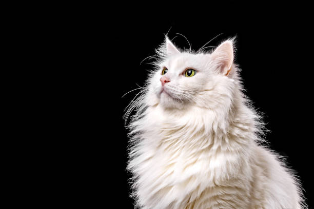 istock White angora cat on black background, close-up portrait with copy space for text 2196091226