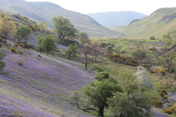 istock Bluebells in the Rannerdale valley, Lake District in spring 2196091236