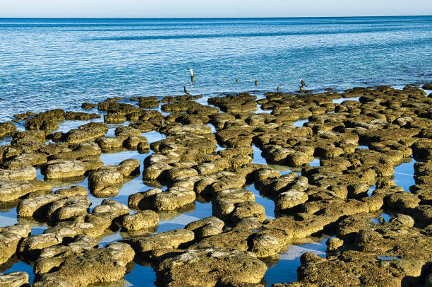 Rocky Coast of Georgian Bay in Tobermory, Ontario, Canada